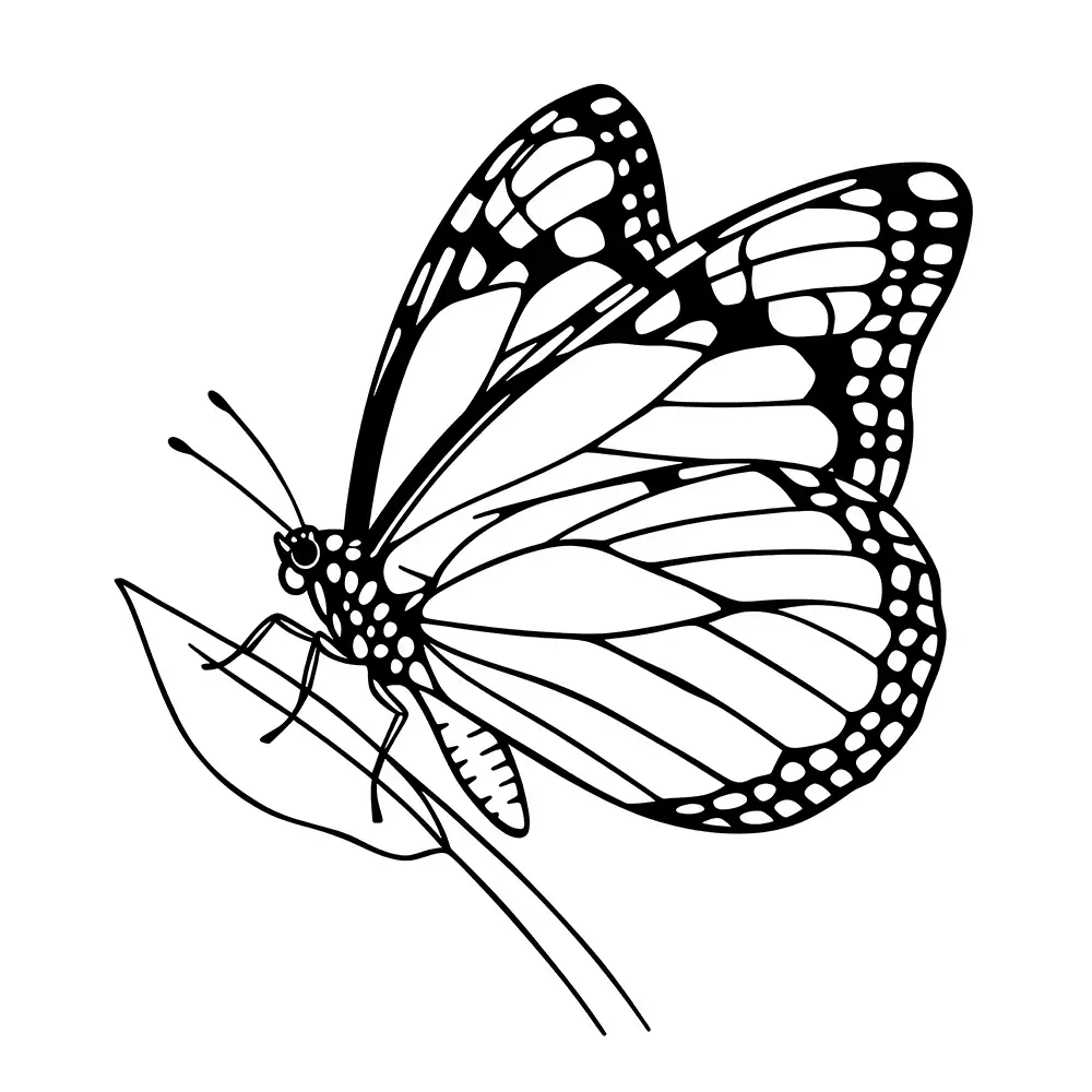 Butterfly Coloring page